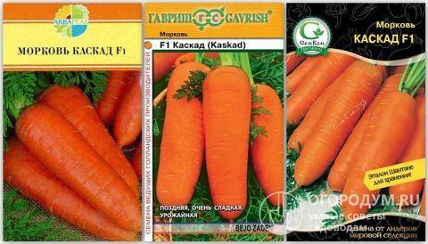 Морковь абако f1 — описание сорта, фото, отзывы, посадка и уход