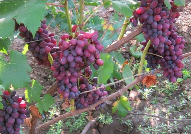 Подробное описание сорта винограда юпитер