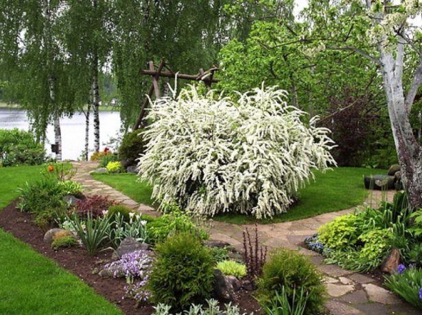 Популярные виды и сорта спиреи для вашего сада – фото, названия, описания