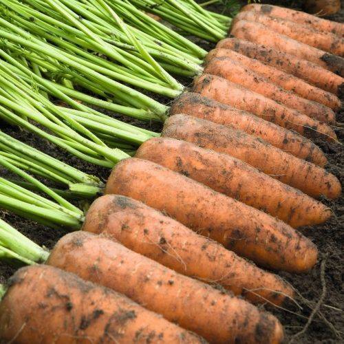 Описание и характеристика скороспелых сортов моркови
