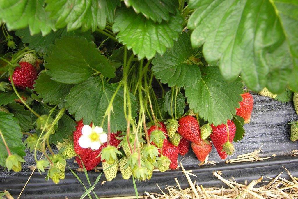 Клубника роксана — 85 фото, описание, отзывы, посадка и выращивание урожайного сорта