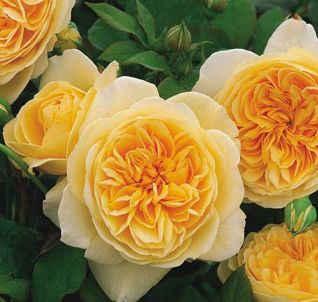 Английская парковая роза Дэвида Остина Абрахам Дерби: фото и описание
