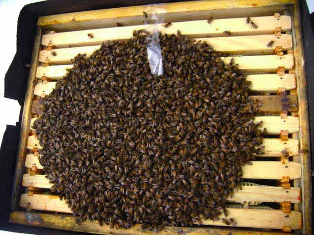 Как зимуют пчелы в пластиковых ульях