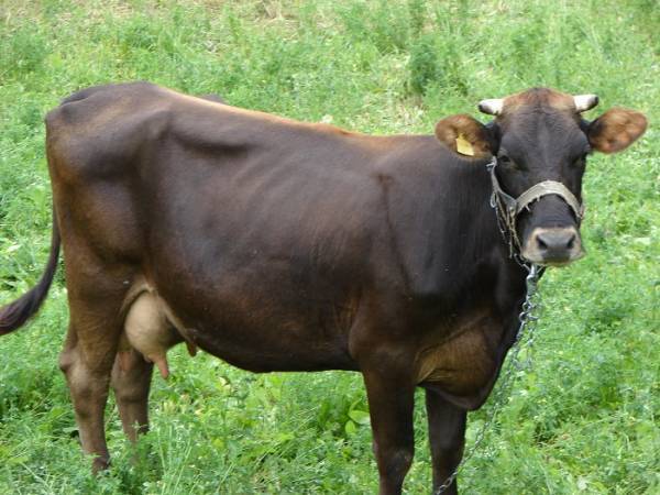 Корова красногорбатовской породы: описание, уход и кормление