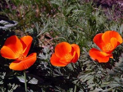 Эшшольция (eschscholzia) цветы — посадка и уход на садовом учкастке