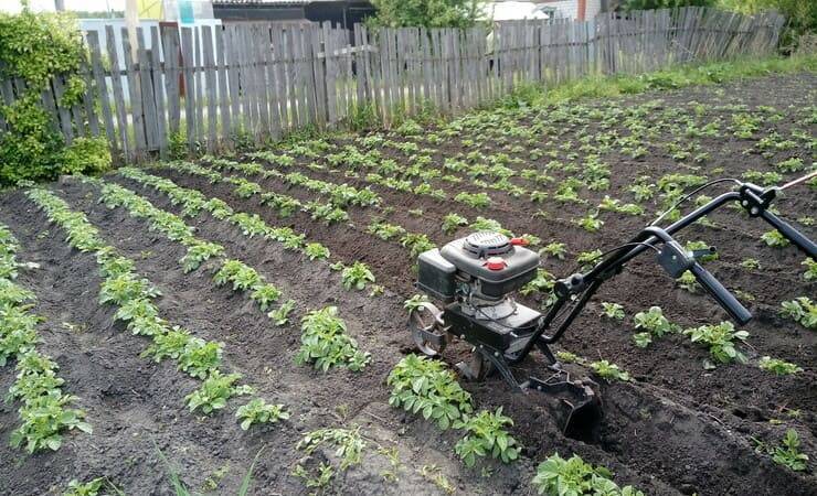Технология посадки картофеля мотоблоком