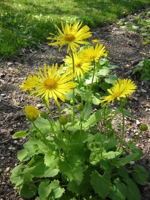 Дороникум (doronicum): цветы на фото с описанием выращивания