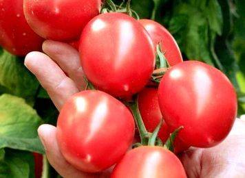 Лучшие сорта кистевых томатов для теплиц и открытого грунта