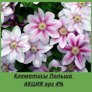 Клематисы: цветение, лучшие сорта для средней полосы 1, 2 и 3 группы обрезки