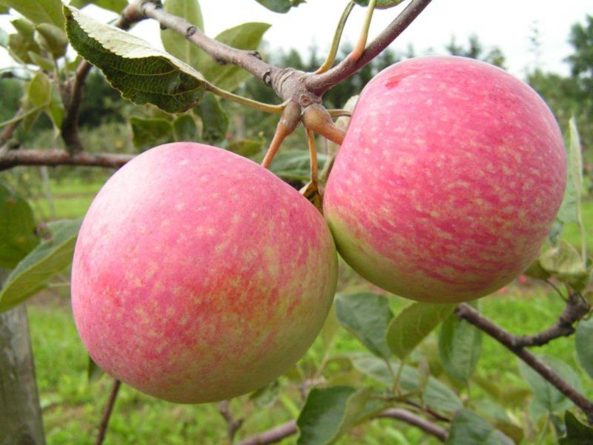 О яблоне слава победителям, описание, характеристики сорта, агротехника