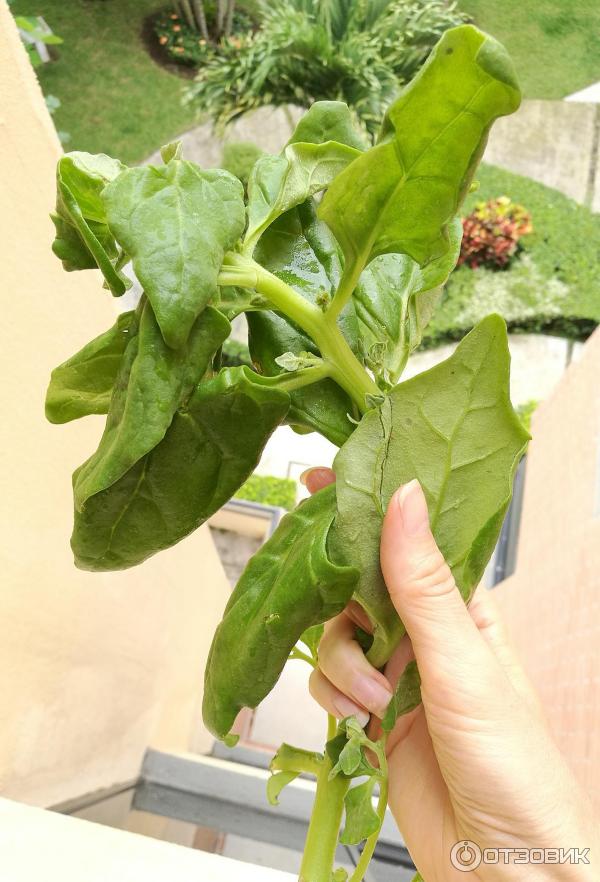Выращиваем на грядке тетрагонию — новозеландский шпинат
