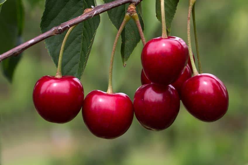 Продуктивный сорт с северной пропиской — вишня уральская рубиновая