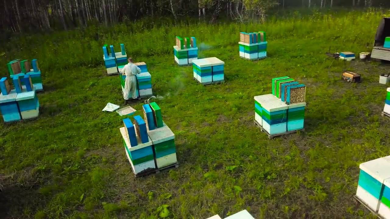 О промышленном пчеловодстве, выгодно ли держать пчел, рентабельность пасеки