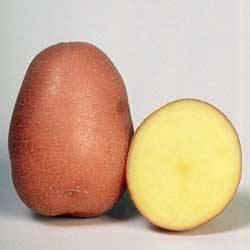 О картофеле розалинд: описание семенного сорта, характеристики, агротехника