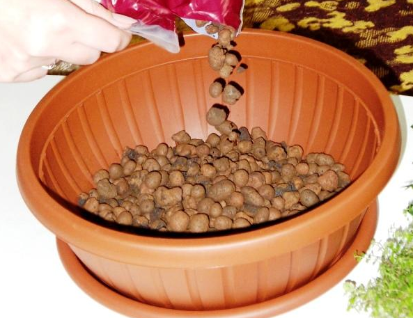 Комнатный гранат бейби: выращивание из семян и особенности ухода