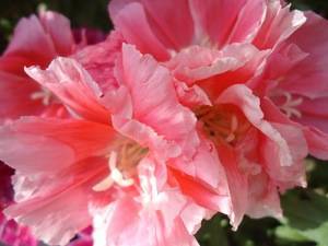Цветок годеция: выращивание из семян в домашних условиях