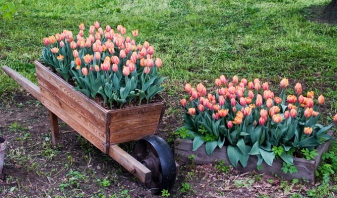 Можно ли пересаживать тюльпаны весной до цветения