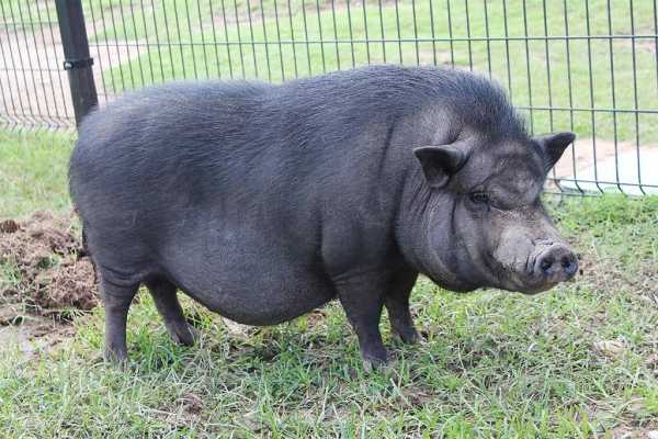 Опорос вьетнамских свиней первый раз: описание процесса