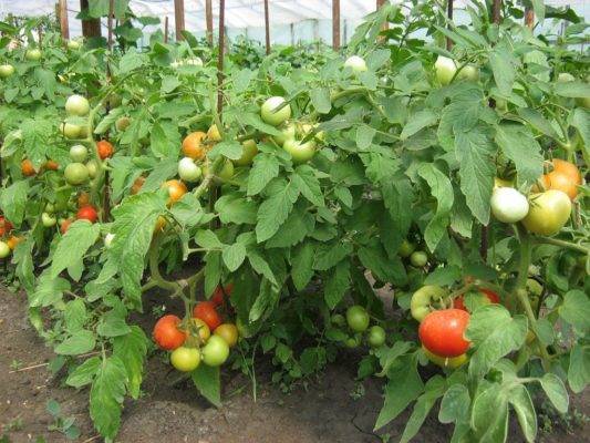 Сорт томат «розовая катя f1»: качественный урожай в течение всего сезона