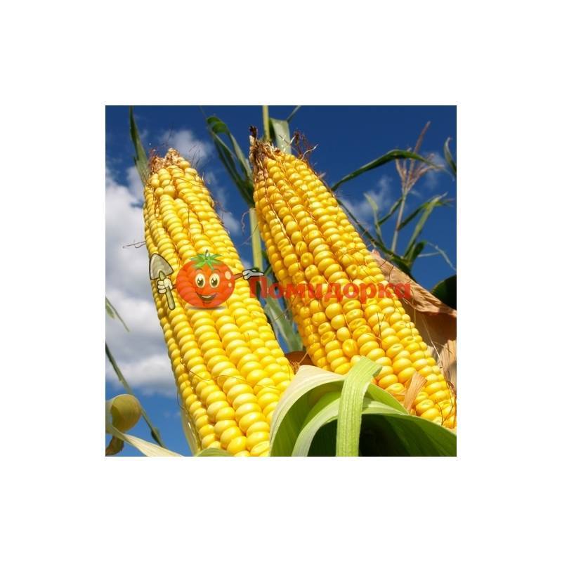 Сладкая кукуруза: описание лучших сортов и технология выращивания, отзывы с фото