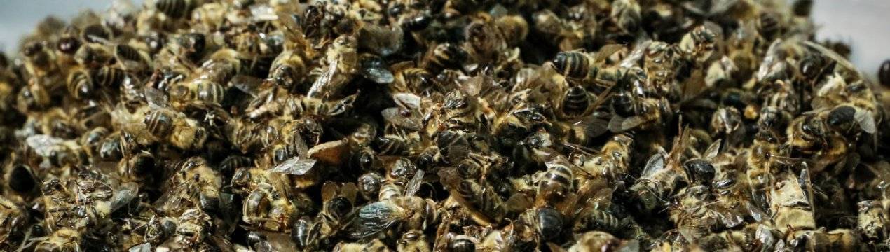Пчелиный подмор для суставов: полезные свойства и рецепты