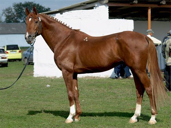 Буденновская порода лошадей: история создания, характеристика и содержание
