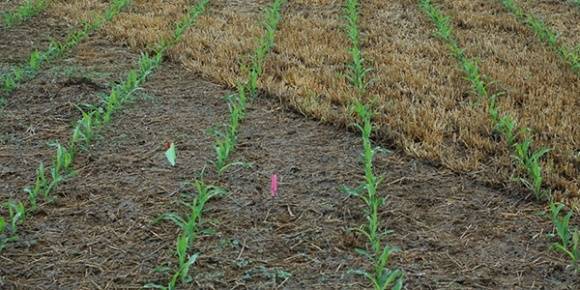 О гербицидах для кукурузы: инструкция по применению, правила обработки