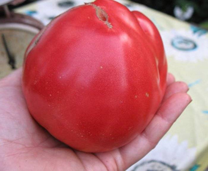 Северный томат – великан севрюга