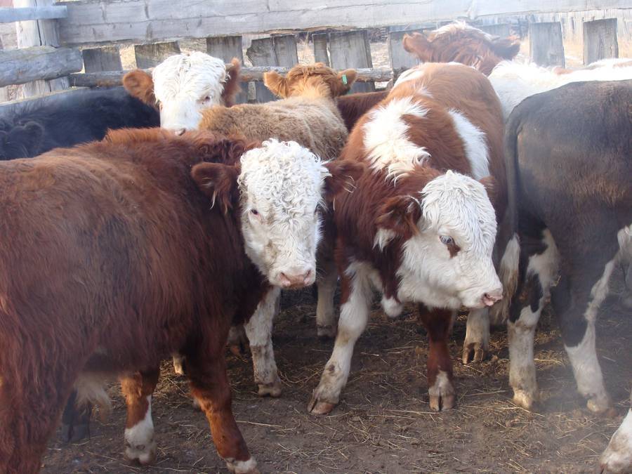 Казахская белоголовая порода коров — характеристики и особенности