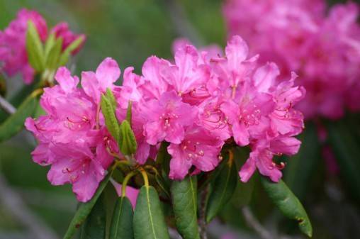 Подкормка для рододендрона весной – залог красивых цветов и сочной листвы