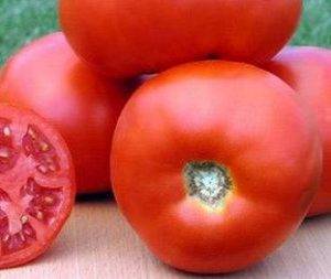 Лучшие ранние низкорослые сорта урожайных томатов для открытого грунта