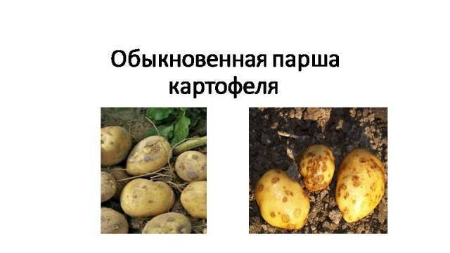 Картофель «барон»: раннеспелый и высокоурожайный сорт