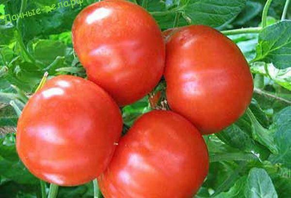 Томат "хлыновский": описание сорта и характеристика, высота растения, урожайность помидоров