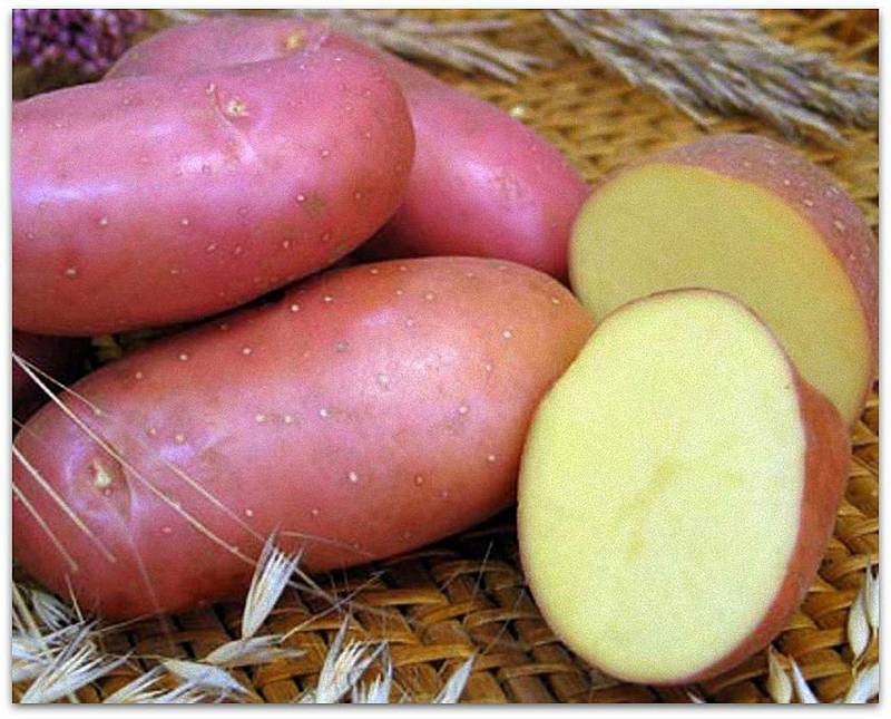 Описание сорта картофеля славянка