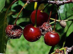 Коккомикоз и монилиоз вишни – причины заболеваний и методы лечения