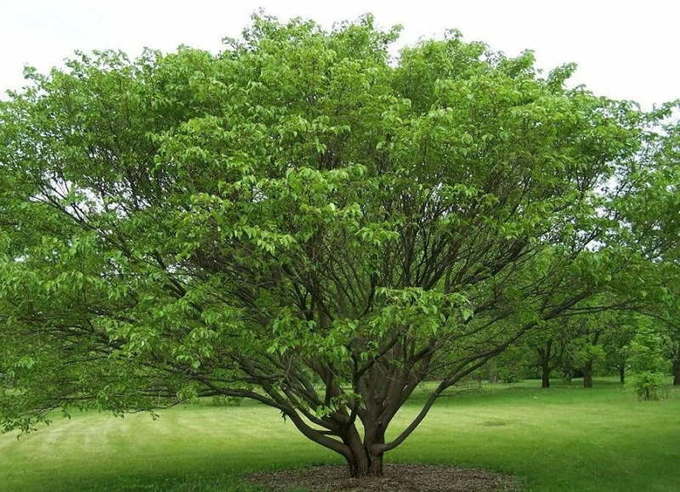 Дерево шелковица: выращивание и уход, фото, посадка в саду, обрезка, прививка, виды и сорта