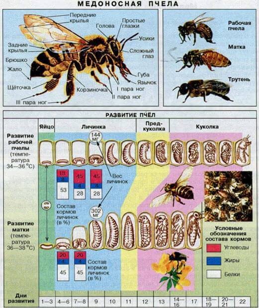 Пчелиная матка: как выглядит, роль в пчелиной семье, жизненный цикл и описание (135 фото и видео)