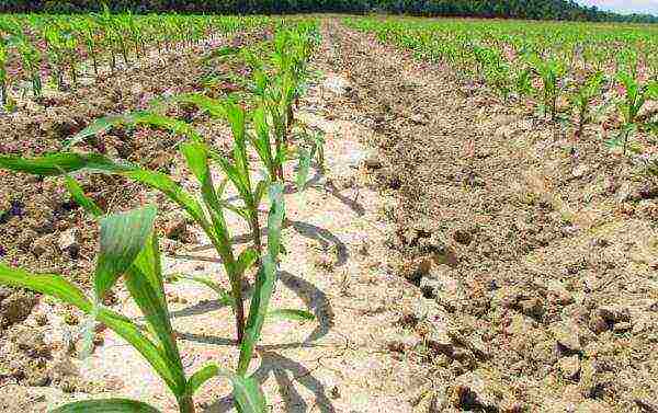 Посадка кукурузы на дачном участке