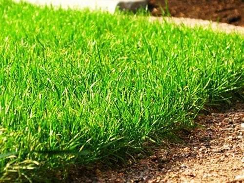 Искусственный газон: производство, область применения, преимущества и недостатки, виды и особенности укладки