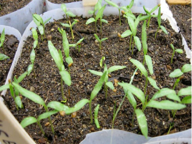 Выращивание рассады баклажанов: сроки, уход и сорта для подмосковья