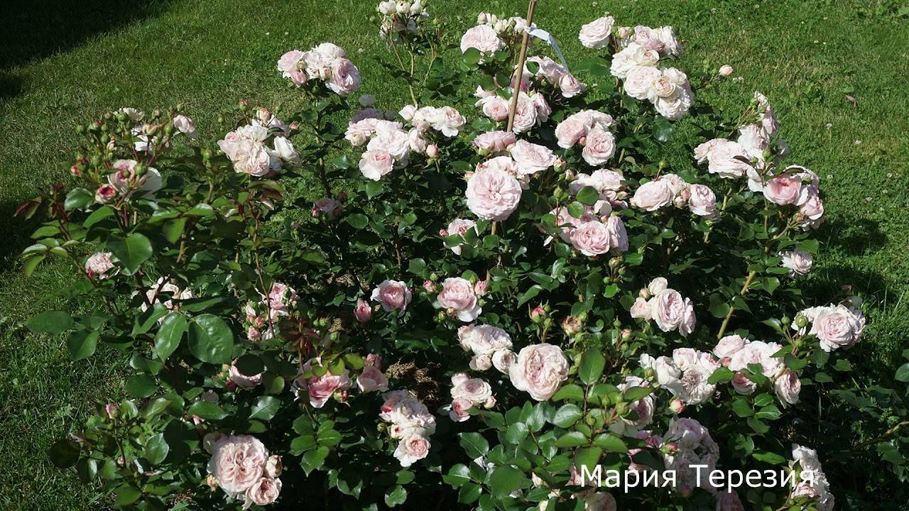Роза мария-терезия: фото и описание. роза "мария терезия" роза мария тереза