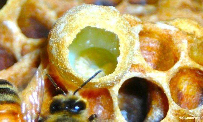 Как принимать пчелиное маточное молочко