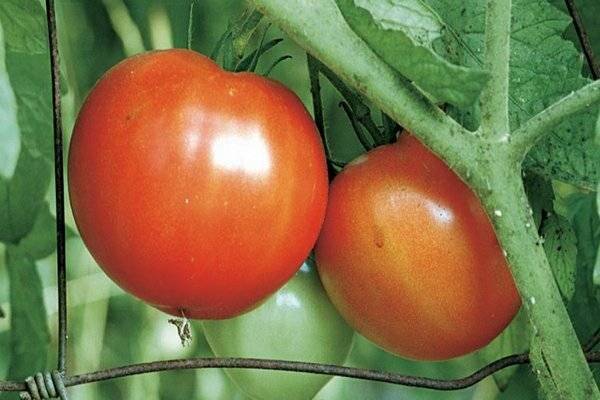 Томат "джина": характеристика и описание сорта, уникальные фото помидоров, выращивание, урожайность и борьба с вредителями