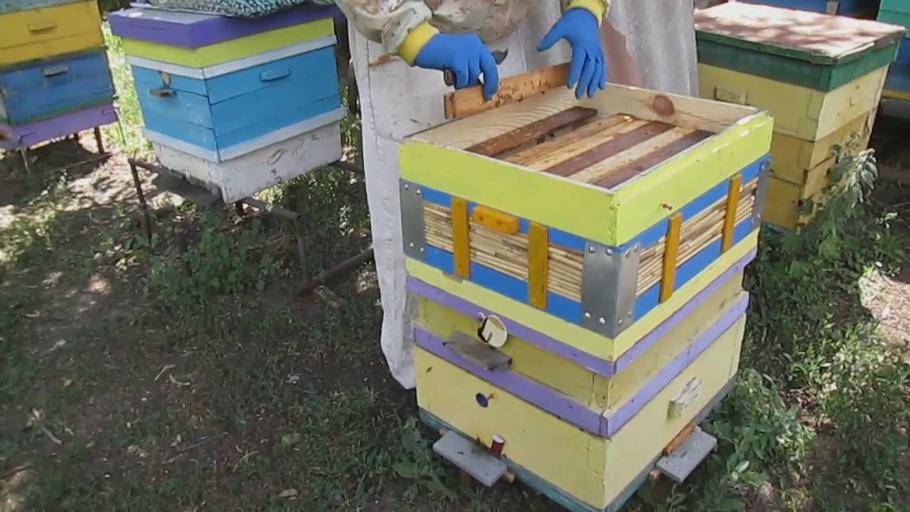 Тихая смена маток на пасеке | практическое пчеловодство