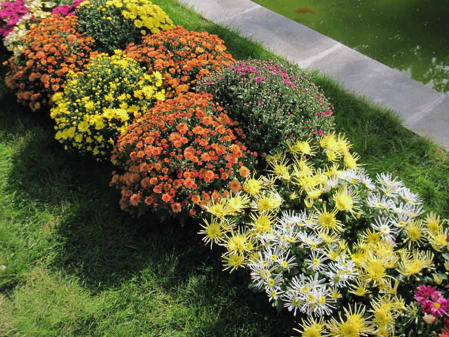 Хризантема садовая: самые популярные сорта с фото