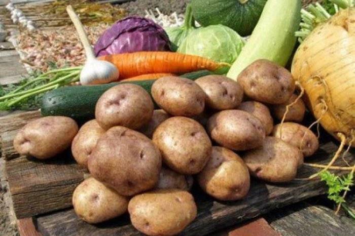 Картошка синеглазка: описание сорта, полезные свойства, отзывы
