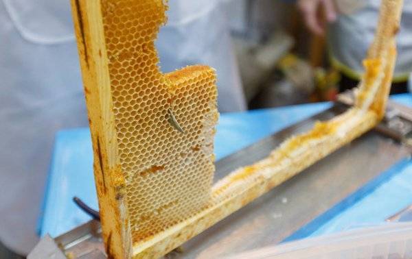 Можно ли есть пчелиный воск из сот с медом, что будет если съесть