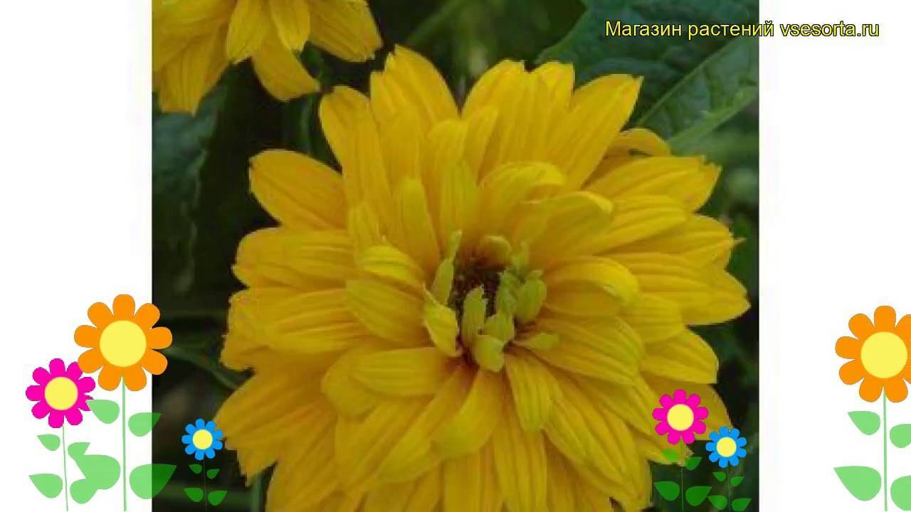 Многолетний гелиопсис – цветок с солнечной энергетикой