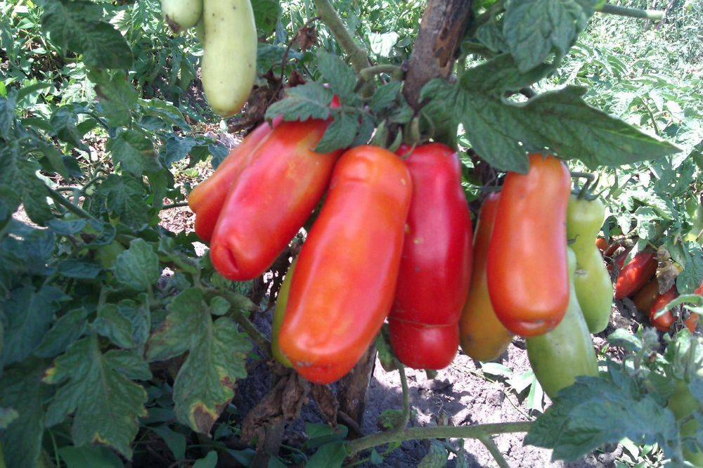 Томат дрова: описание сорта, фото, отзывы, выращивание помидор