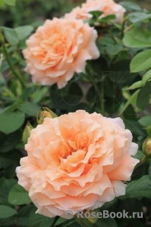 Плетистая роза полька: фото, описание, отзывы